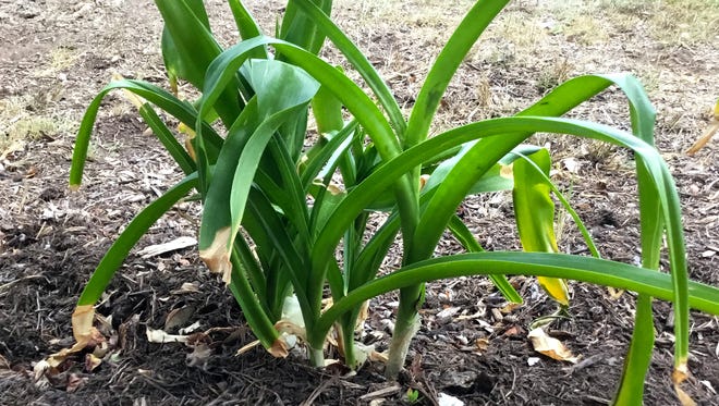 Lily Soil Guide: Is Loam Soil the Best Choice for Lilies?