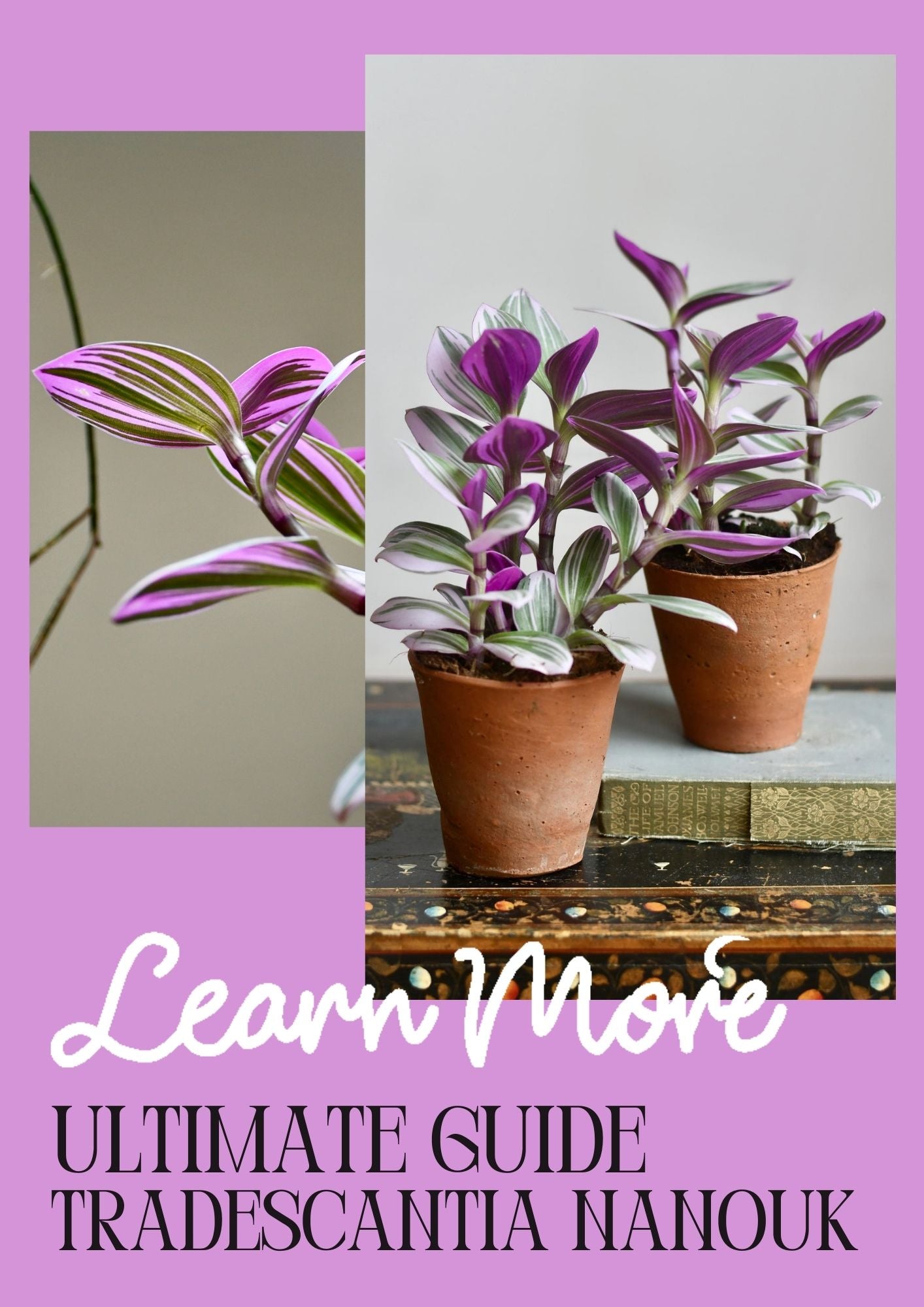 How to Care for Tradescantia Nanouk: A Beginners Guide