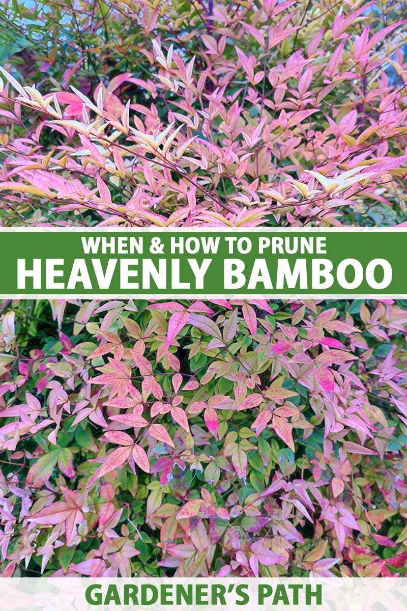 Heavenly bamboo pruning: a simple guide to trimming nandina plants (keep your shrubs looking great)