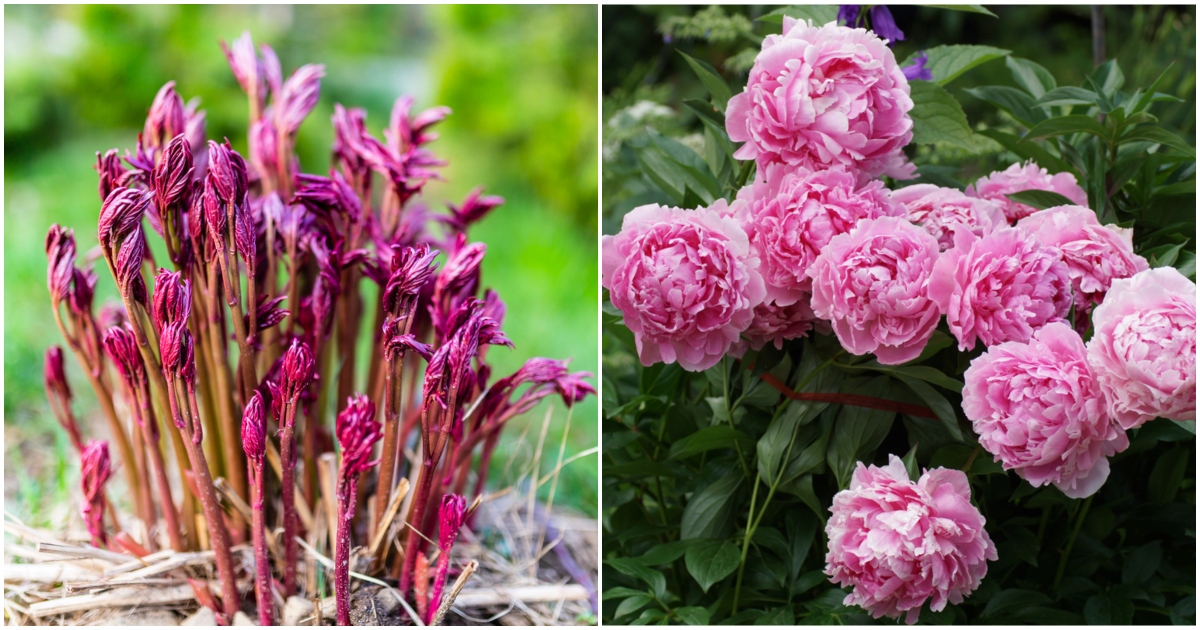 Fertilizing Peonies: When and How to Do It Right?