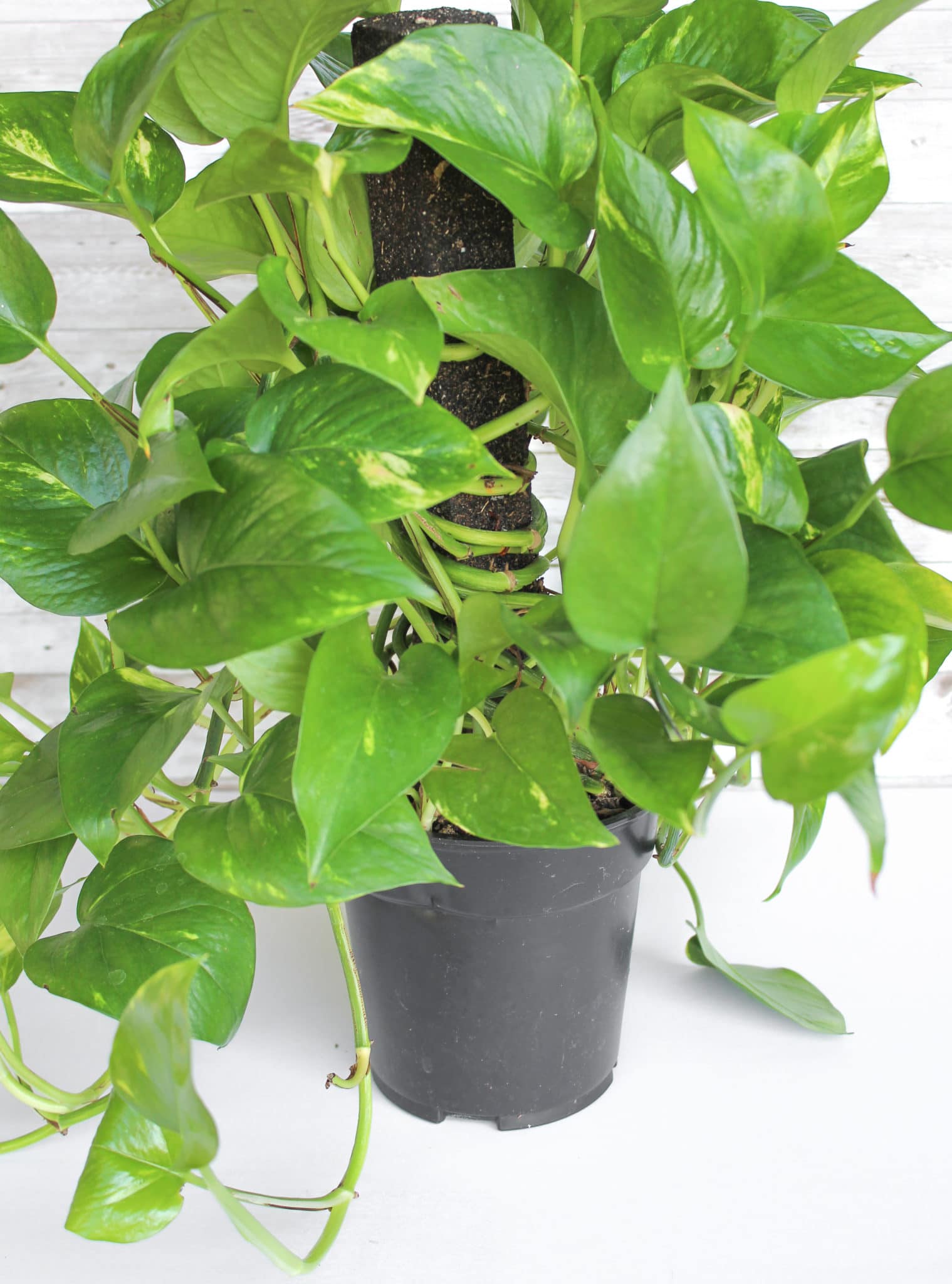Fertilizing Pothos for Beginners: Simple Tips That Work