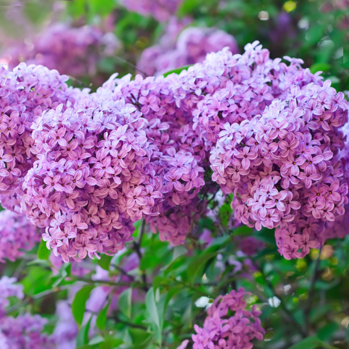 When Should You Fertilize Lilac Bushes? Timing and Tips