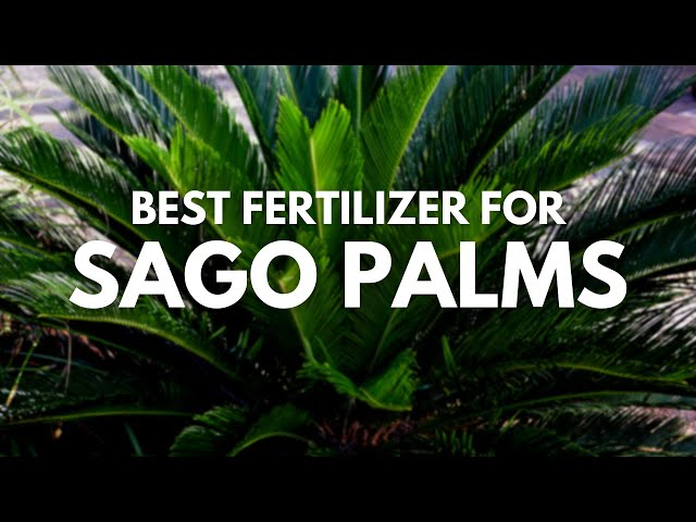 How to Fertilize Sago Palms? Simple Steps for Beginners