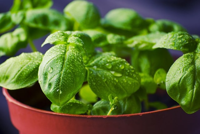 Protecting Basil: When Temperatures Drop Too Low