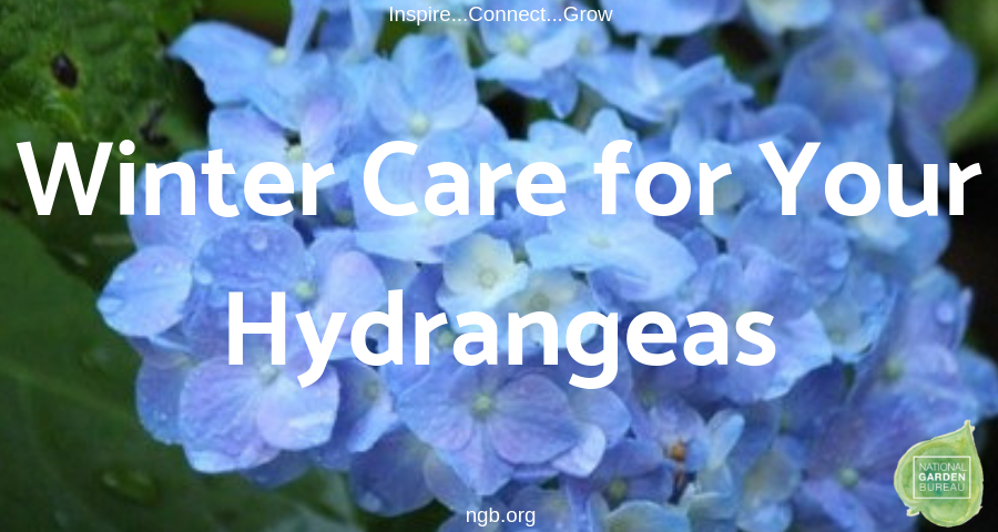Quick Answer: What Temperature Should I Cover My Hydrangeas To Protect Them?