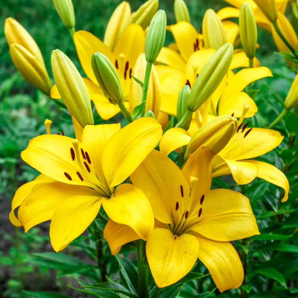 Daylily Fertilizing: Get More Flowers This Year