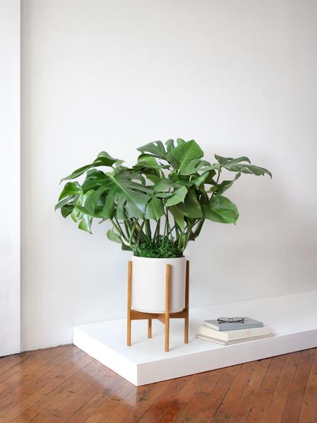 Where to buy a plant stand for monstera: Tips for you