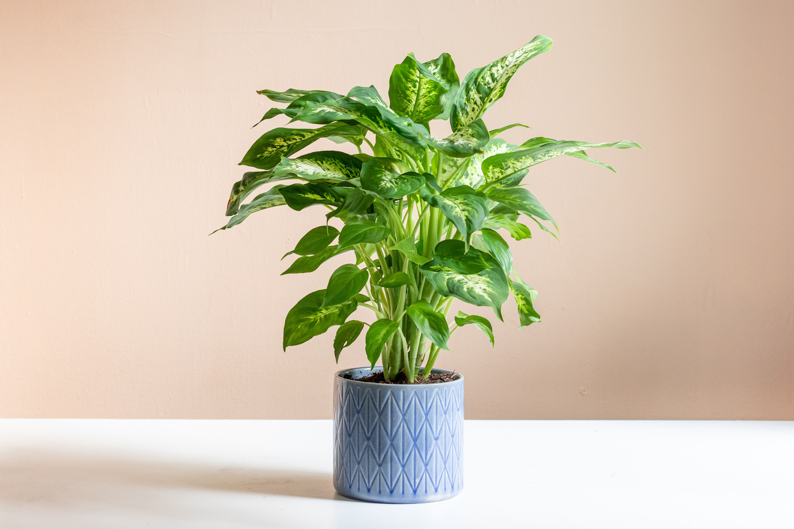 Easy Guide to Repotting Dieffenbachia for Beginners