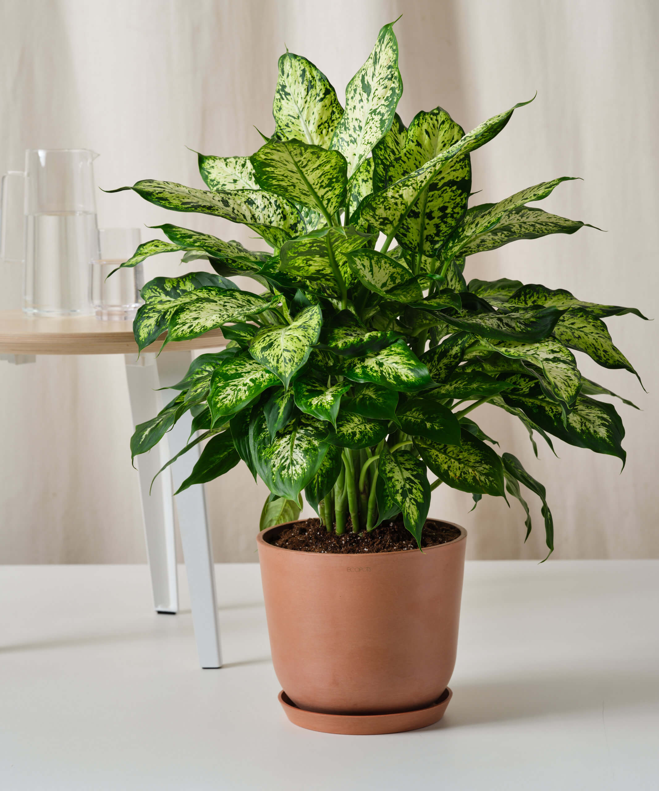 Dieffenbachia Camille Plant Care: Make Your Plant Grow Well