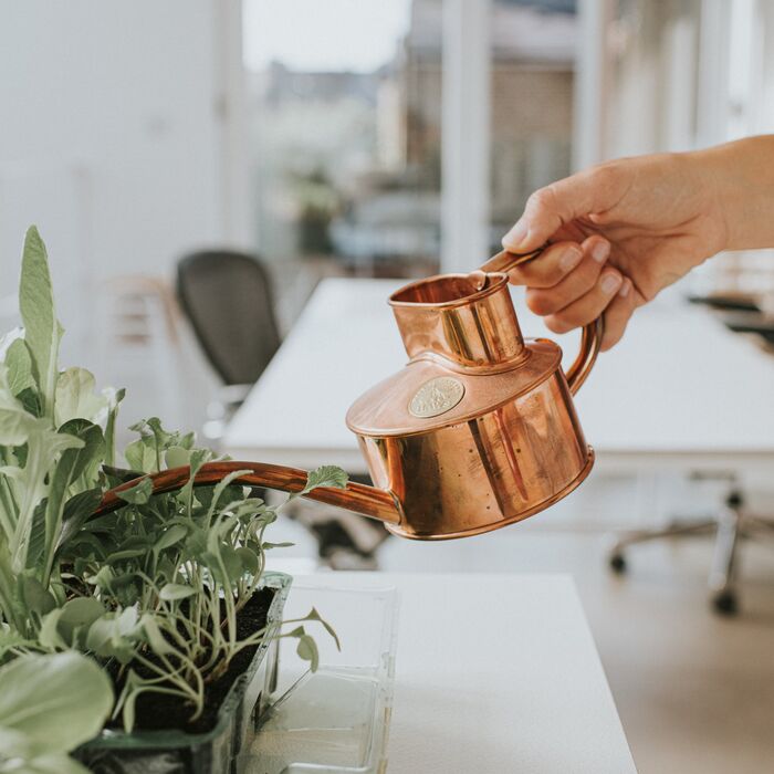 Haws Indoor Watering Can: Tips for Choosing the Right One (And Why It Matters for Your Plants)