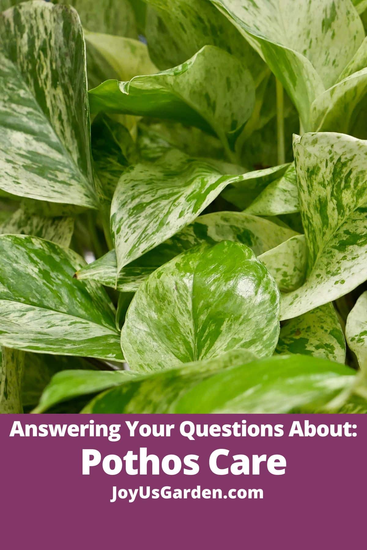 Fertilizing Pothos: Your questions answered right here!