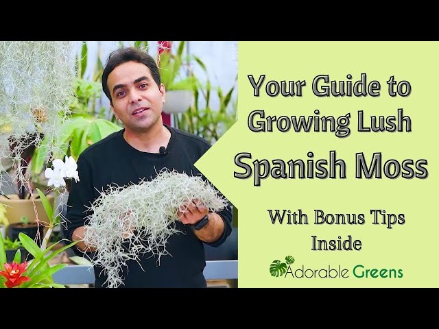How to Master Usneoides Care: The Only Guide You Need to Grow Healthy Plants