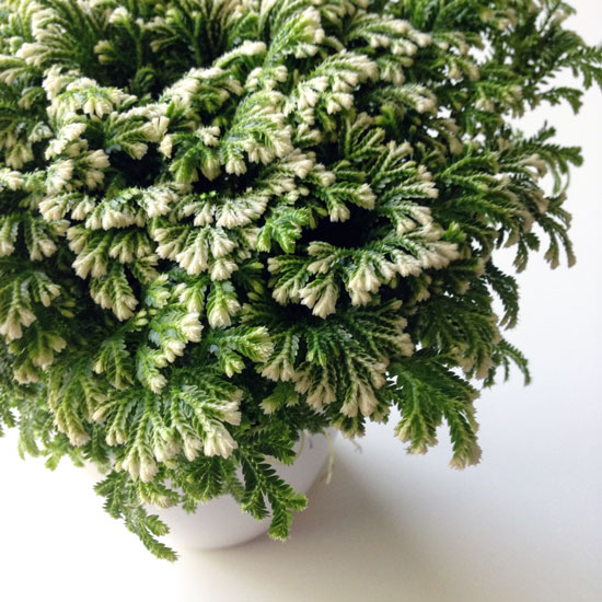 Frosty Ferns Care: How to Avoid Common Mistakes in daily life?