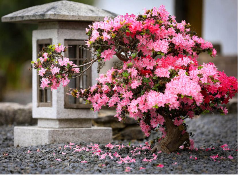 The Ultimate Guide to Azalea Bonsai Tree Care Indoor (Simple Steps to a Beautiful, Blooming Bonsai)