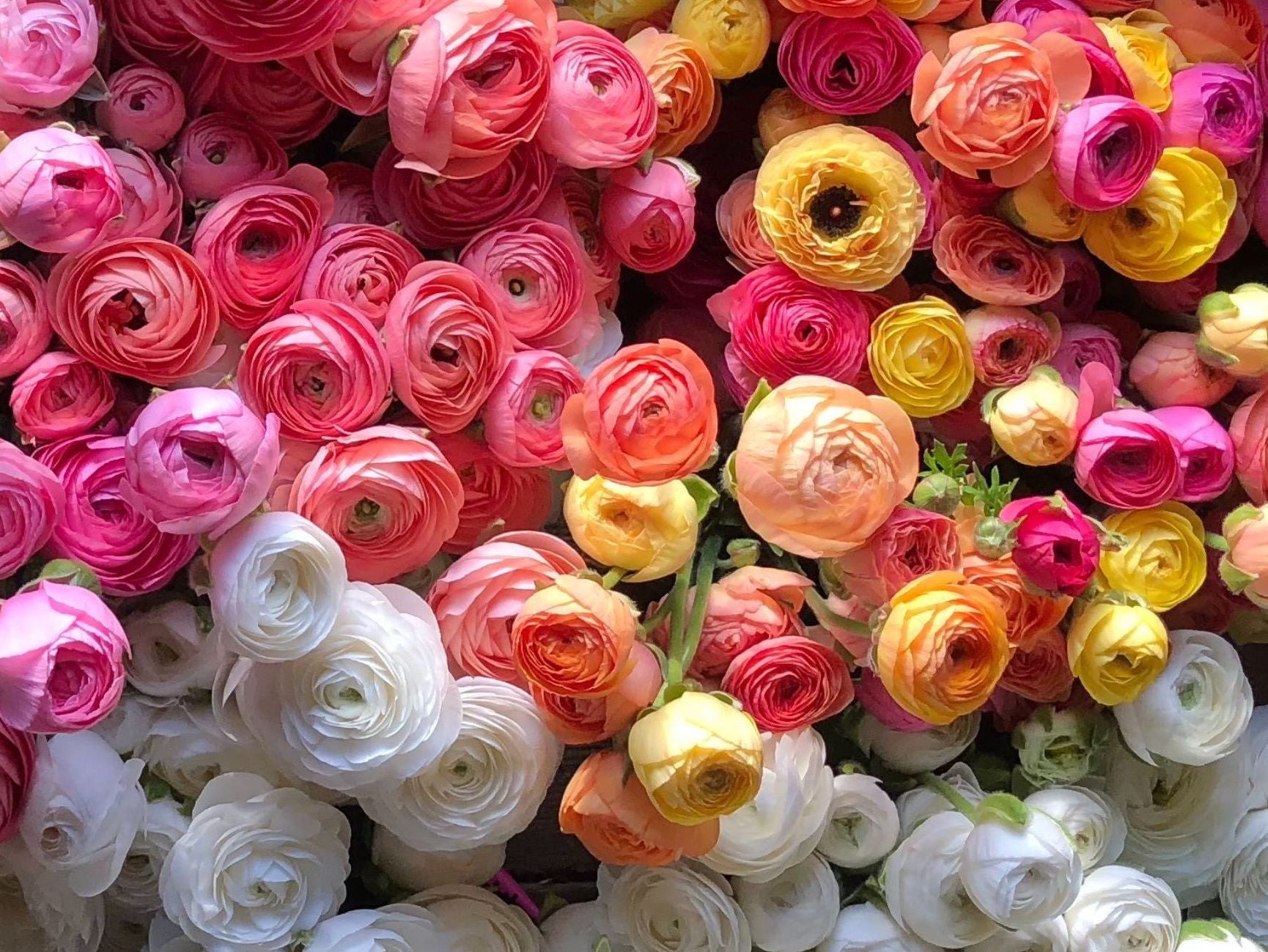 Understanding Ranunculus Temperature: A Guide to Successful Cultivation