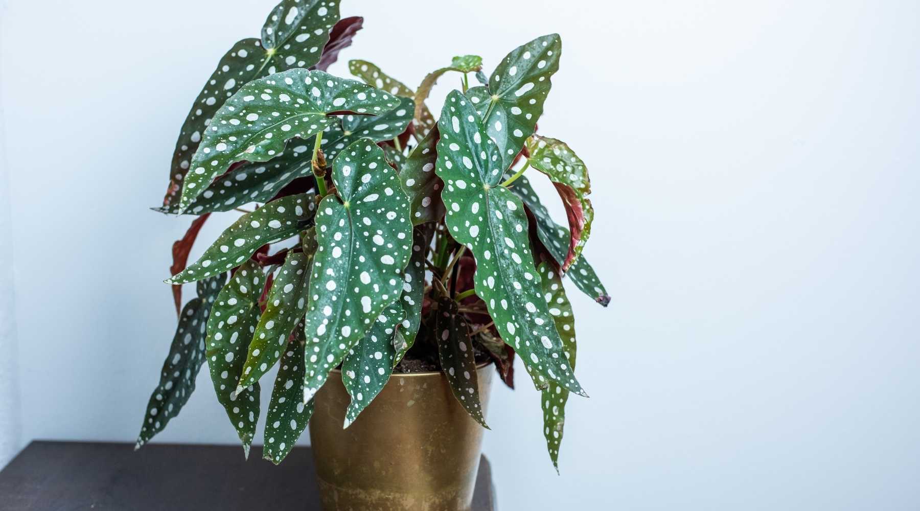 Care of Polka Dot Plant Indoors: Keep Them Happy and Bright