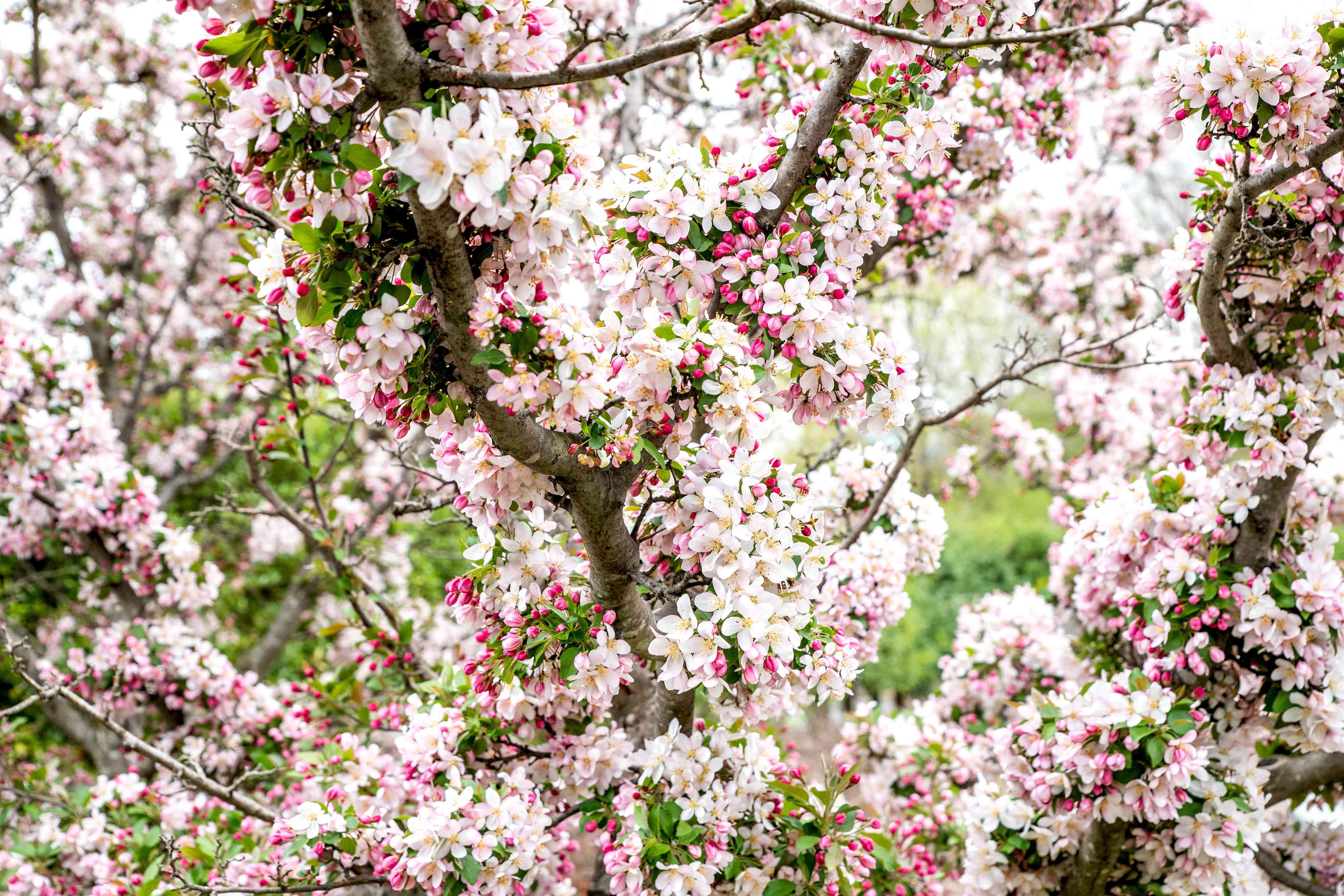 When to Fertilize Crabapple Trees (Best Time for Feeding)