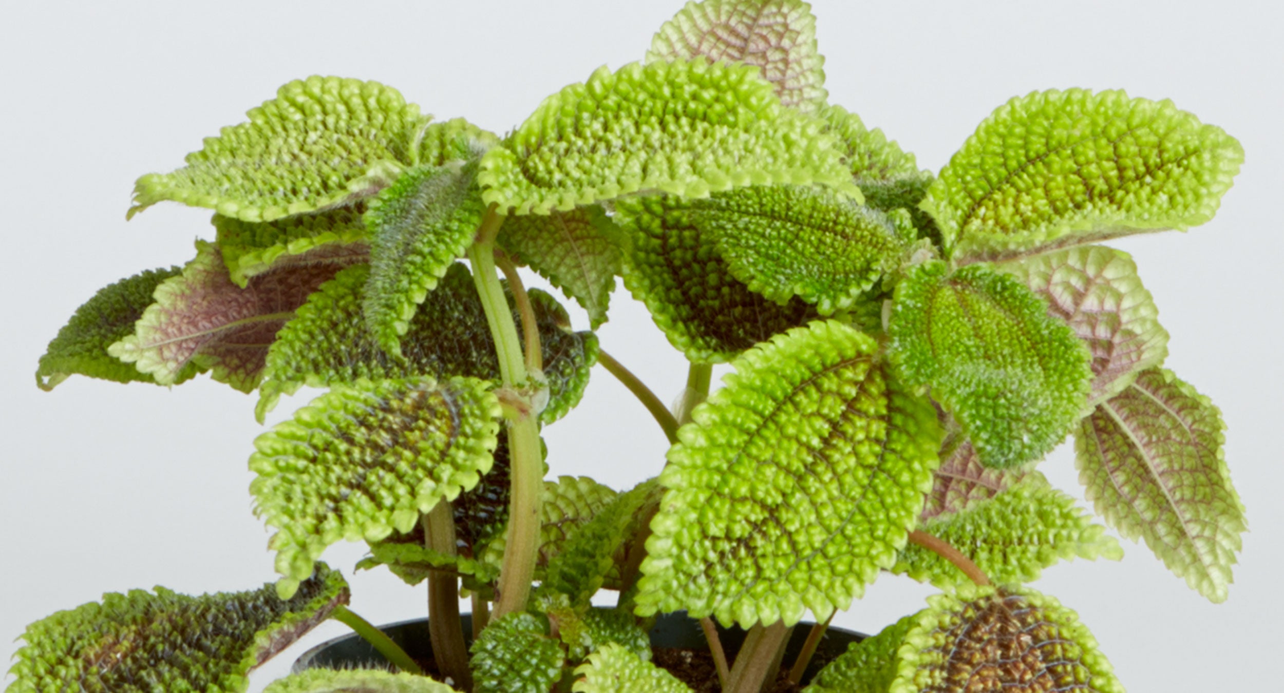 Moon Valley Pilea Flowers: How to Care for Them?(Easy care tips for your Moon Valley Pilea flowers)