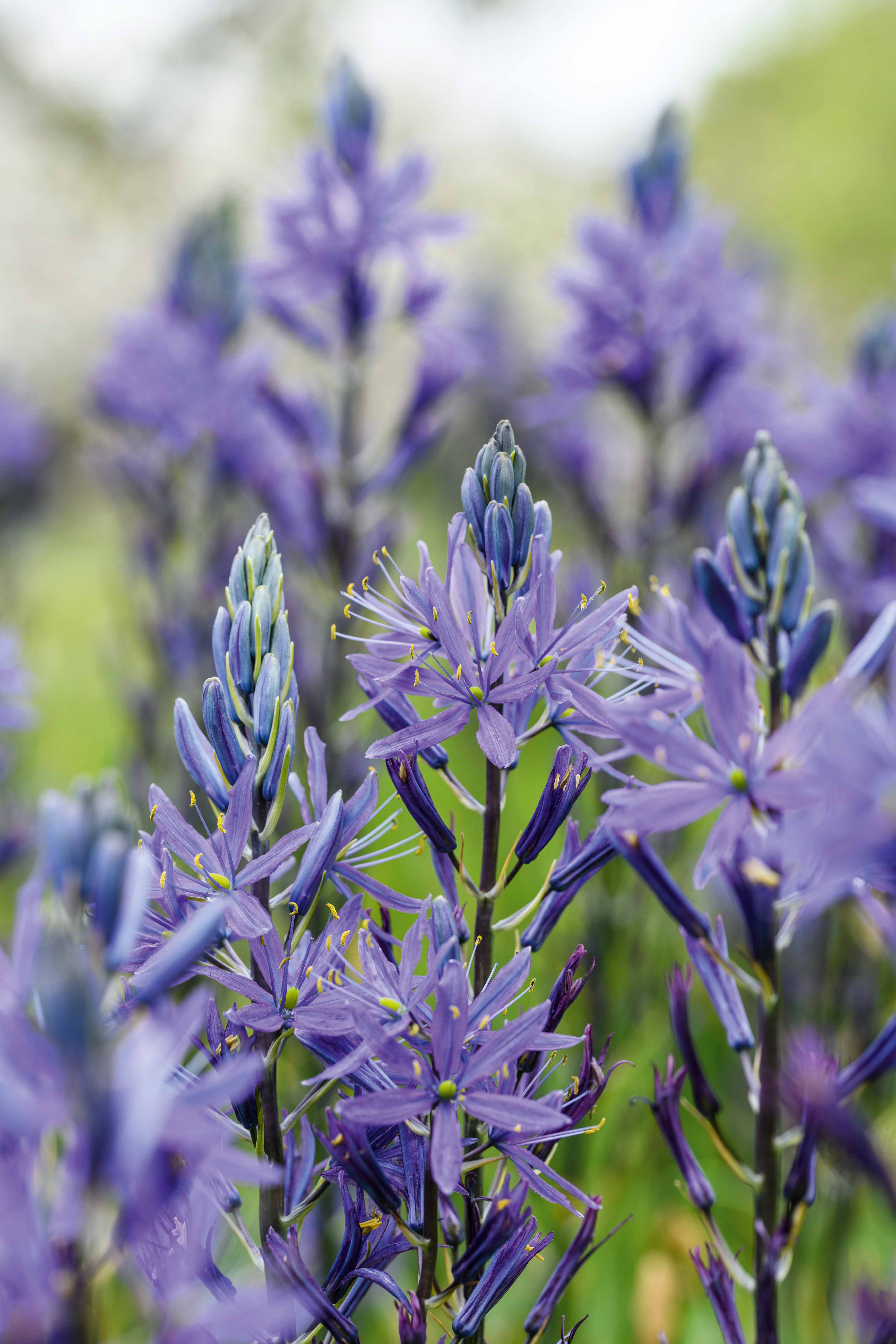 Best Plants That Like Full Sun and Wet Soil: Top Picks for Your Garden