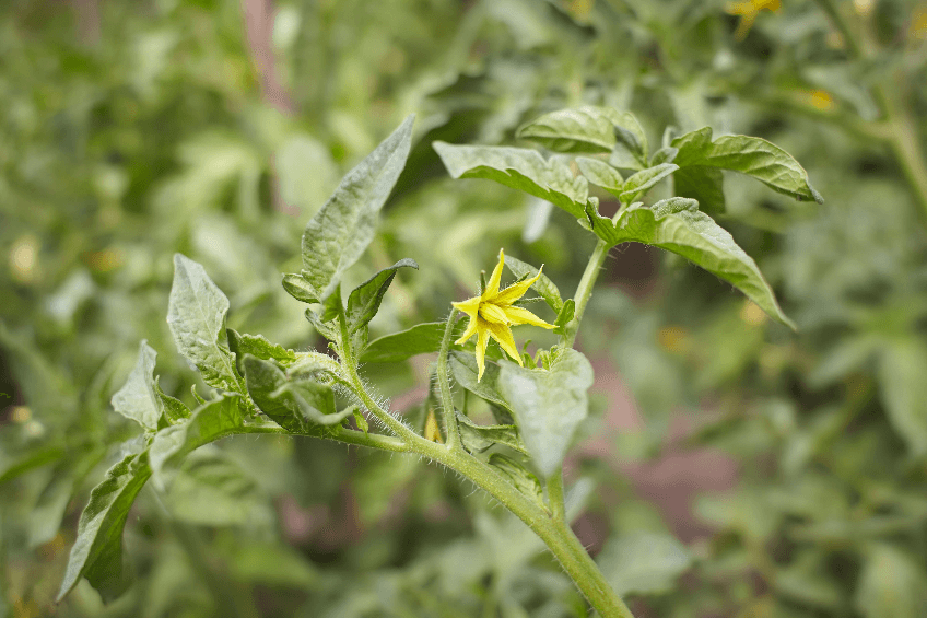 Why Is My Tomato Plant Flowers But No Fruit? Top Reasons & Fixes