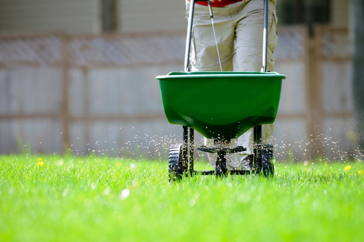 Choosing the Best Starter Fertilizer for Overseeding Your Lawn