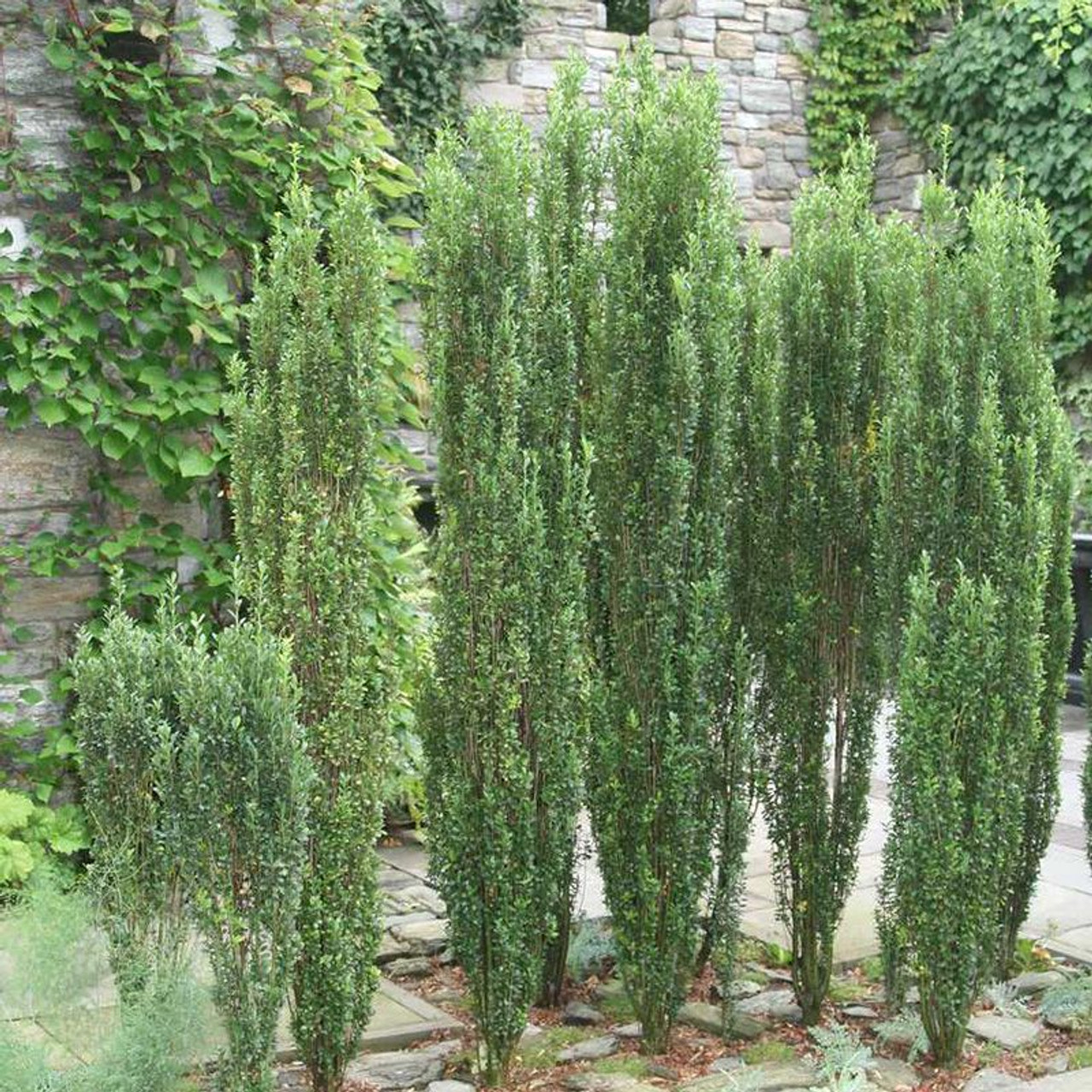 Sky pencil holly pruning guide, get the perfect look easily.