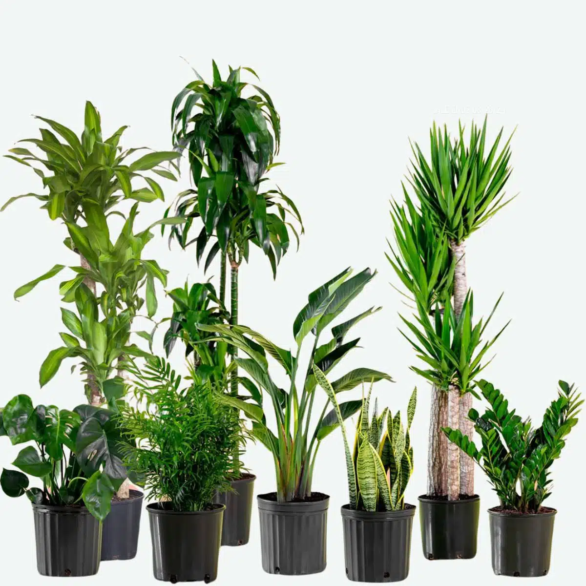 Affordable Repotting Plants Near Me: Quality Services Here