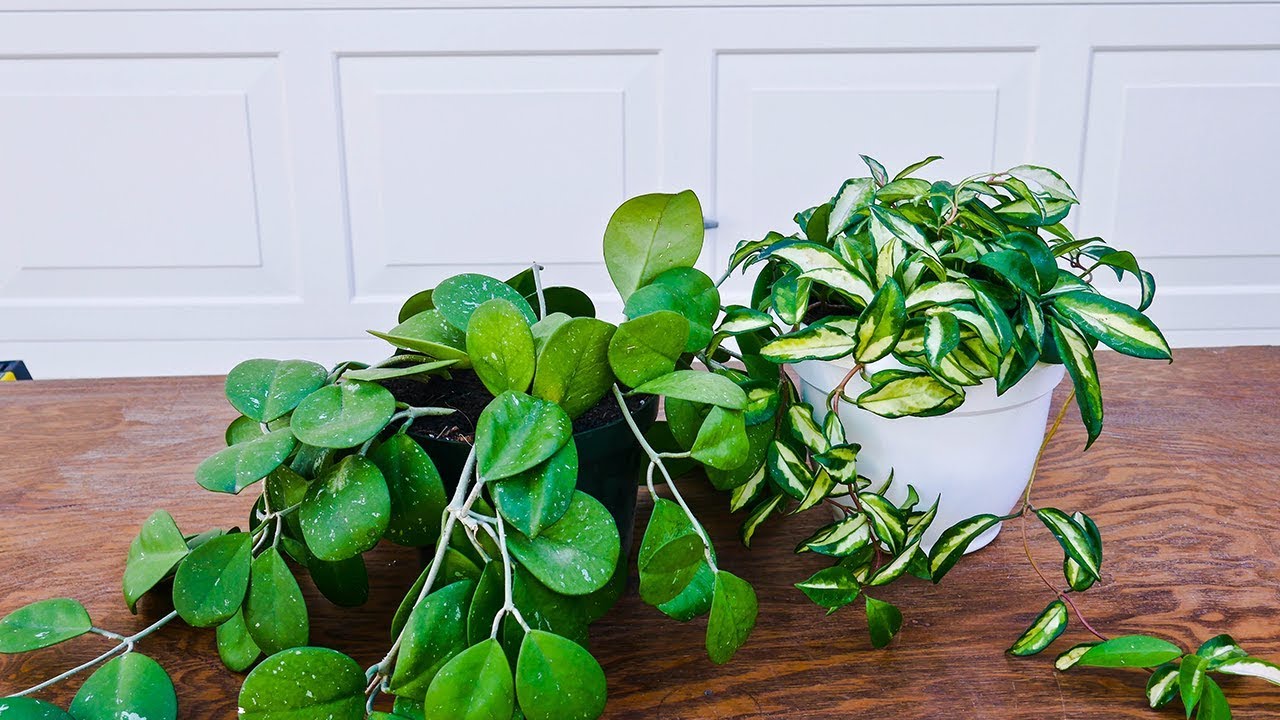 Repotting Hoya: When and How to Do It for Happy Plants