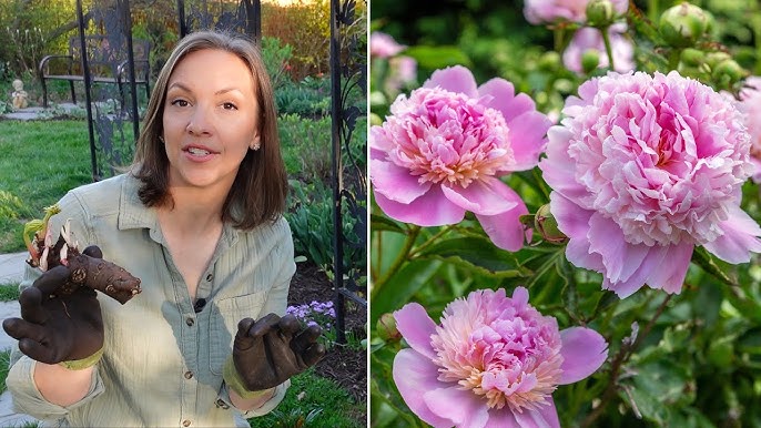 Get the Most from Your Peonies: Expert Watering Guide
