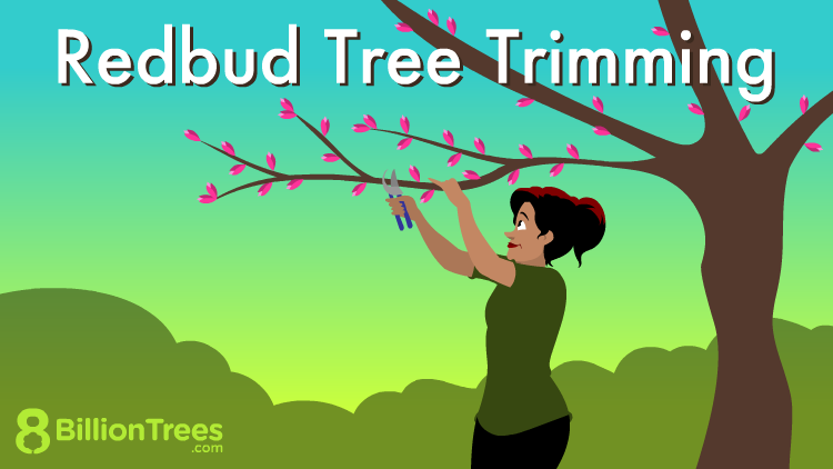 Easy Guide to Eastern Redbud Tree Pruning for Beginners
