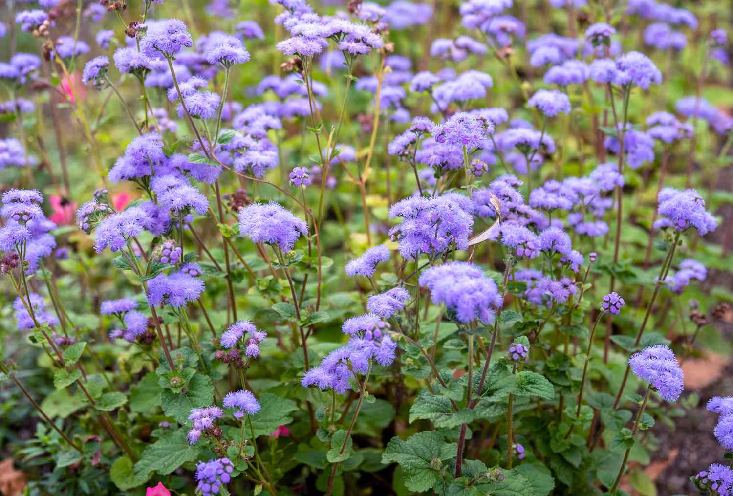 Grow These! Acid-Loving Plants for Shady Gardens