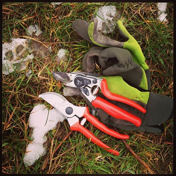 Pruning Shears & Loppers: Which Ones Do You Really Need?