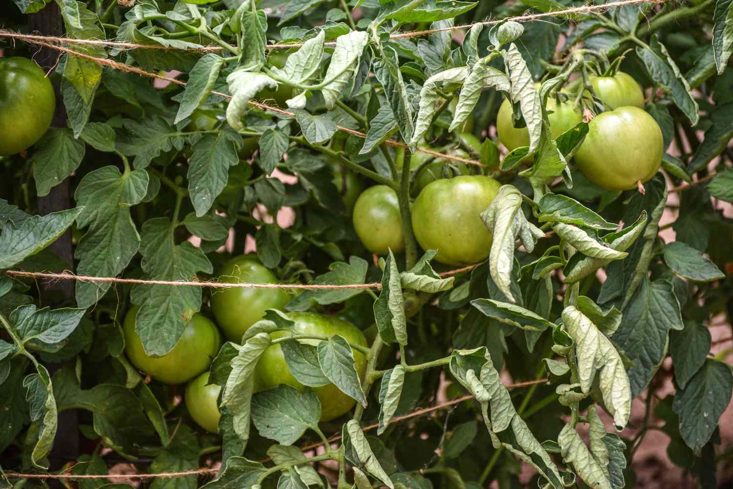 Worried About Vine Tomatoes? Find Out What Temp is Too Cold.