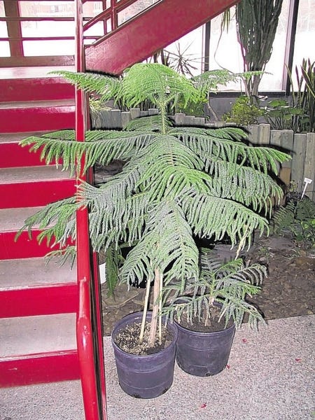 Norfolk island pine outdoors temperature - Can it take the cold or not