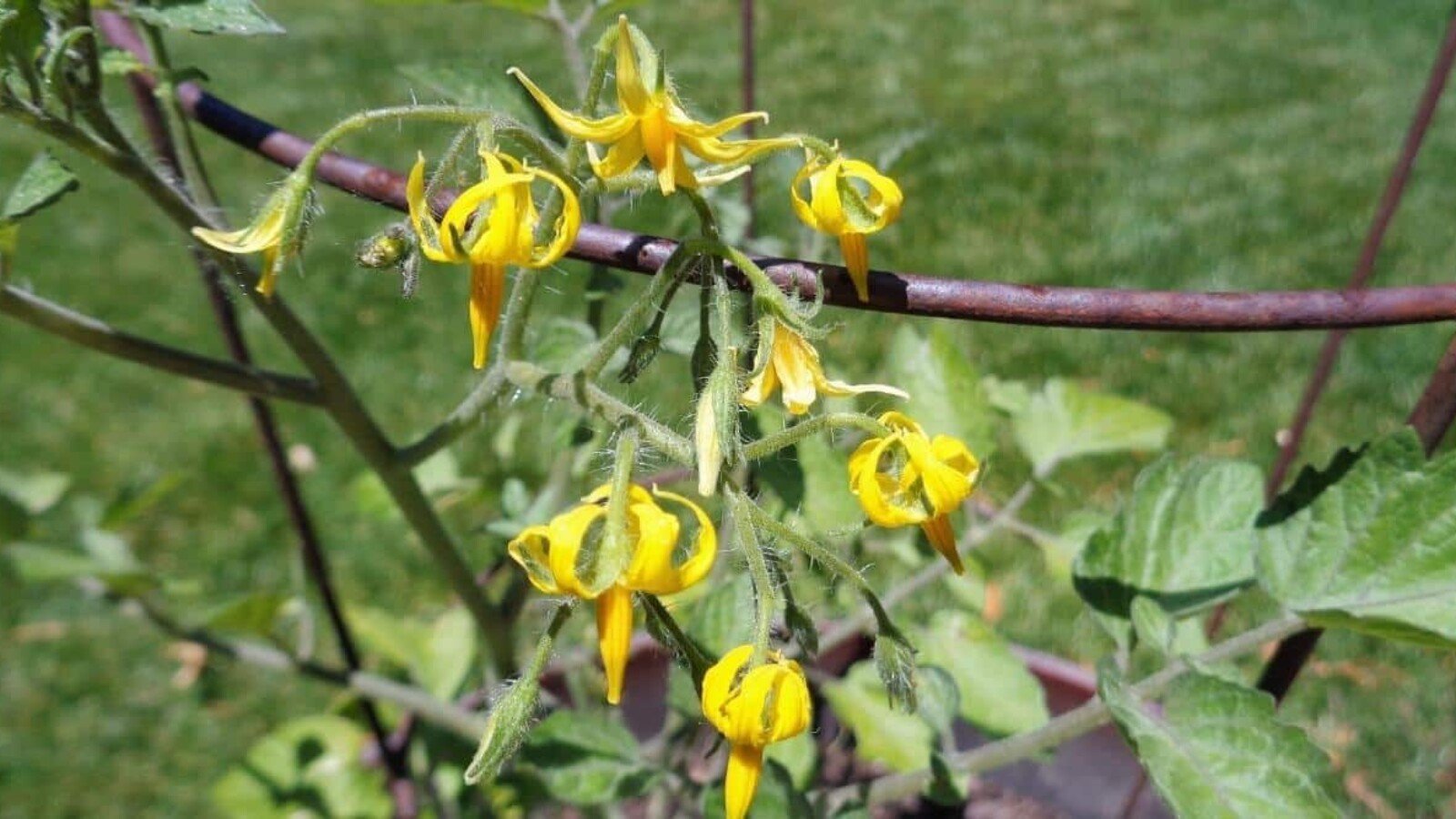Why Is My Tomato Plant Flowers But No Fruit? Top Reasons & Fixes