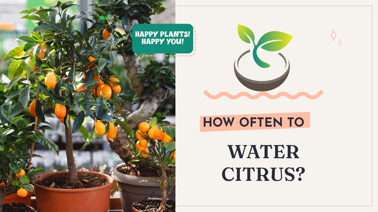 How Often Should You Be Watering Citrus Trees?