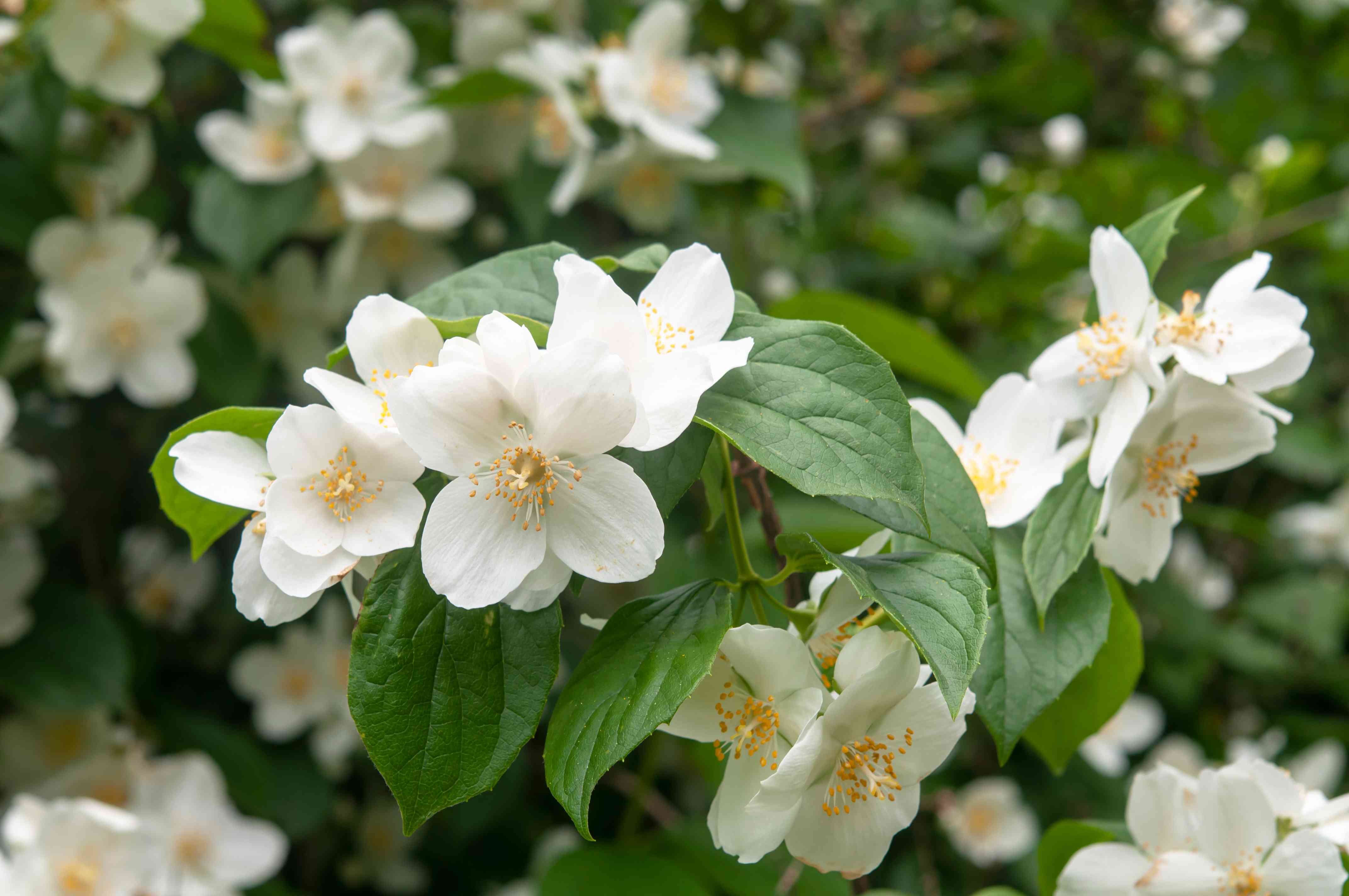 Mock Orange Pruning: Achieve Beautiful Blooms