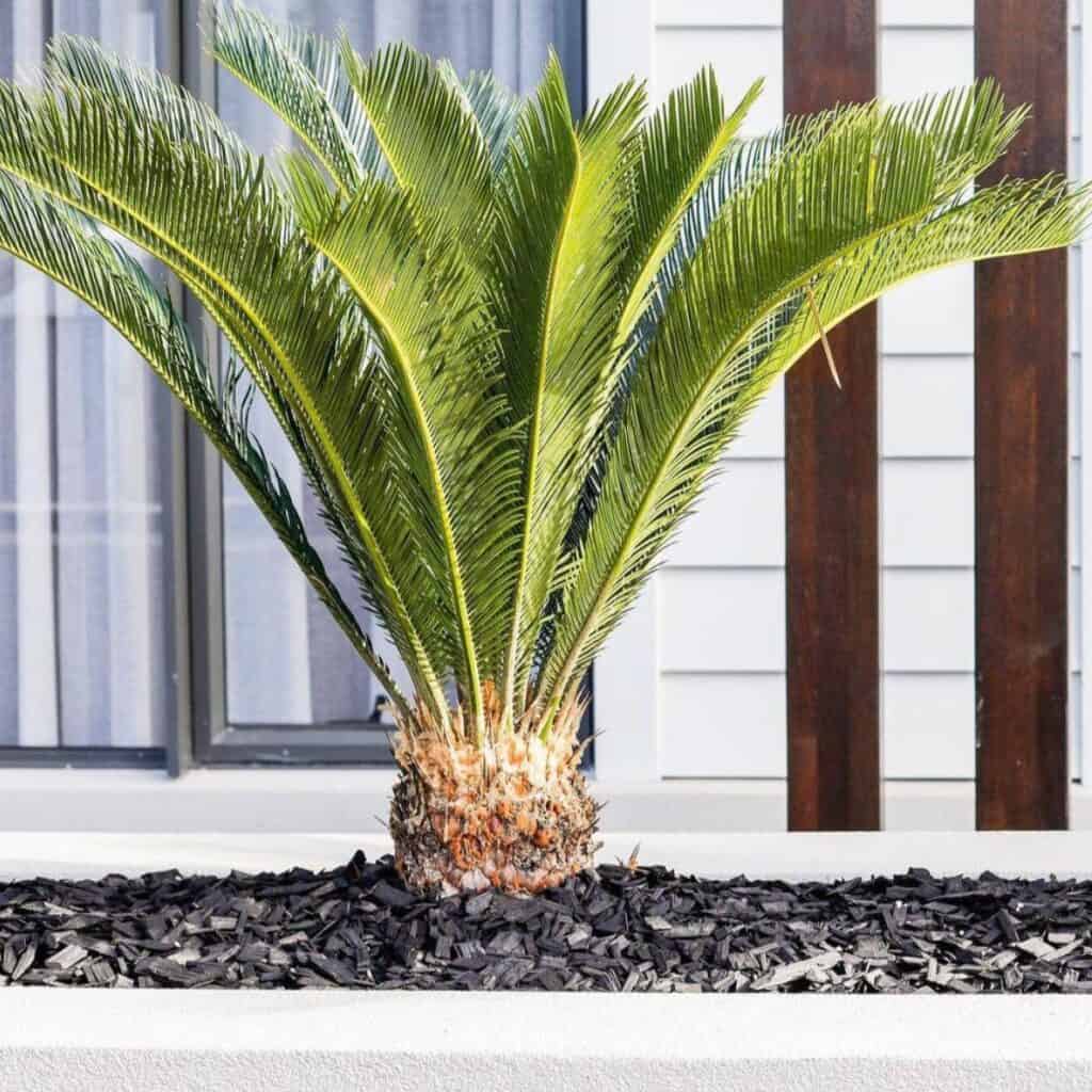 How to Fertilize Sago Palms? Simple Steps for Beginners