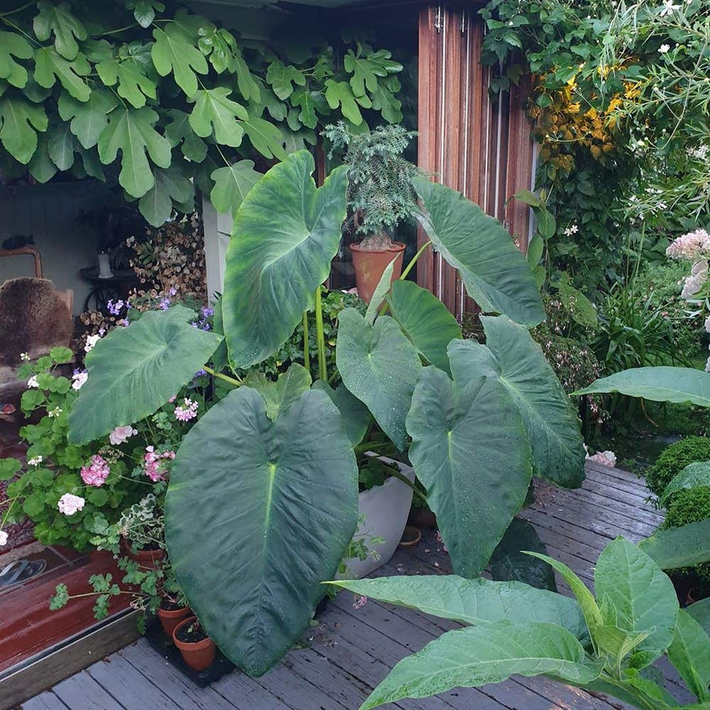 What is the Best Way to Care for Colocasia Black Magic?(Follow This Guide)