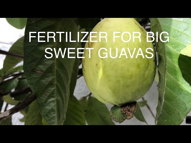 Best Fertilizer for Guava Trees? Top Picks for Growth