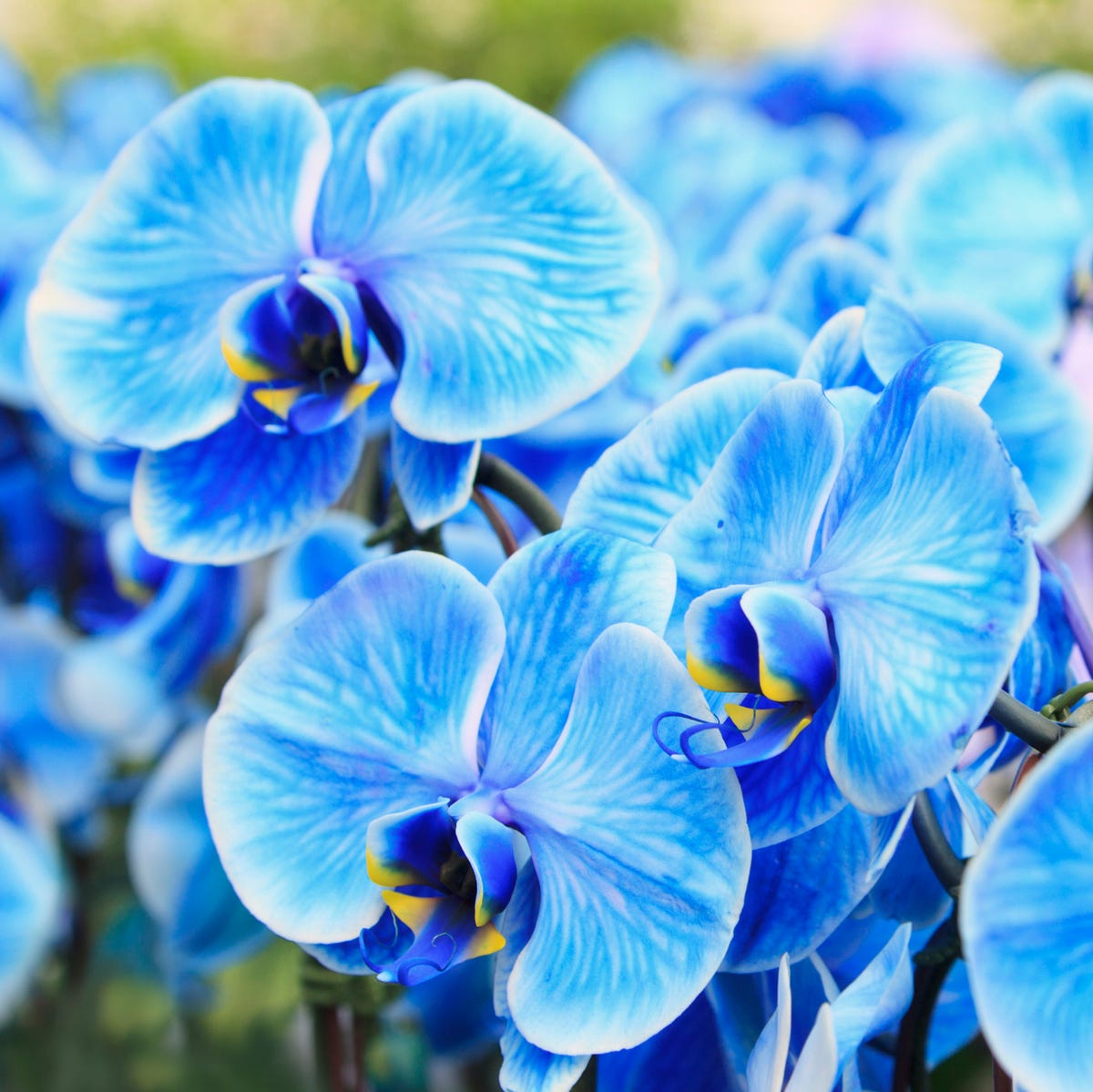Are blue orchid flowers real or fake? Find out the truth!