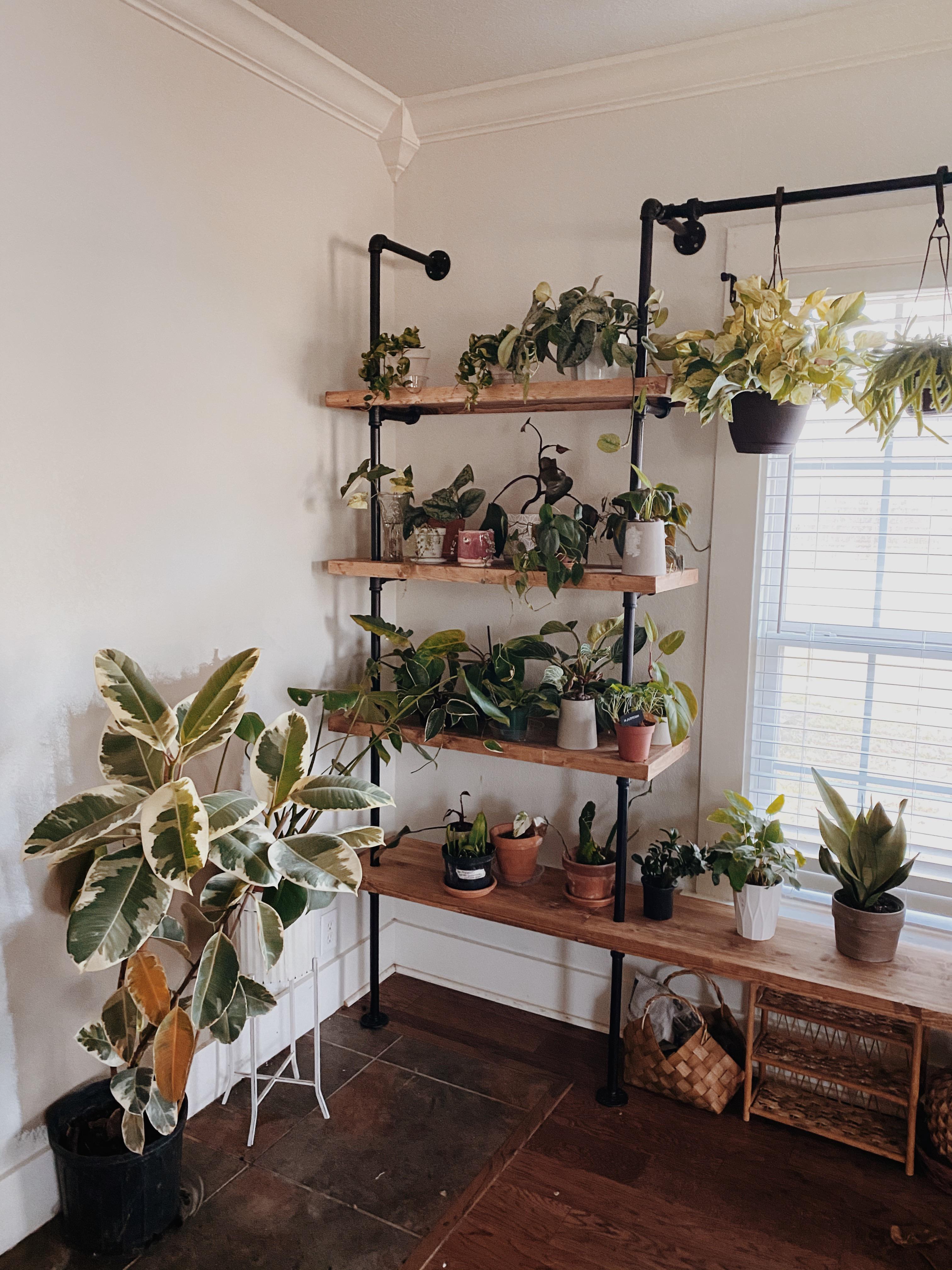Plant shelves with grow lights setup tips for healthy plants.
