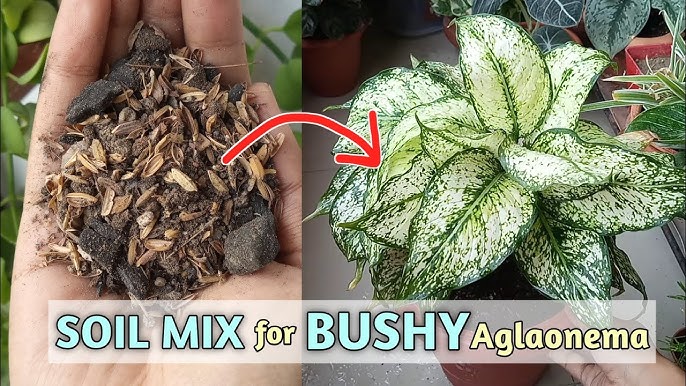 DIY Aglaonema Soil Mixture: Make Your Own Blend Easily