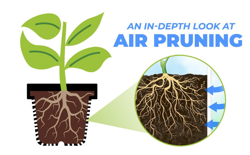 Get Better Roots with Air Pruning Trays: Heres How
