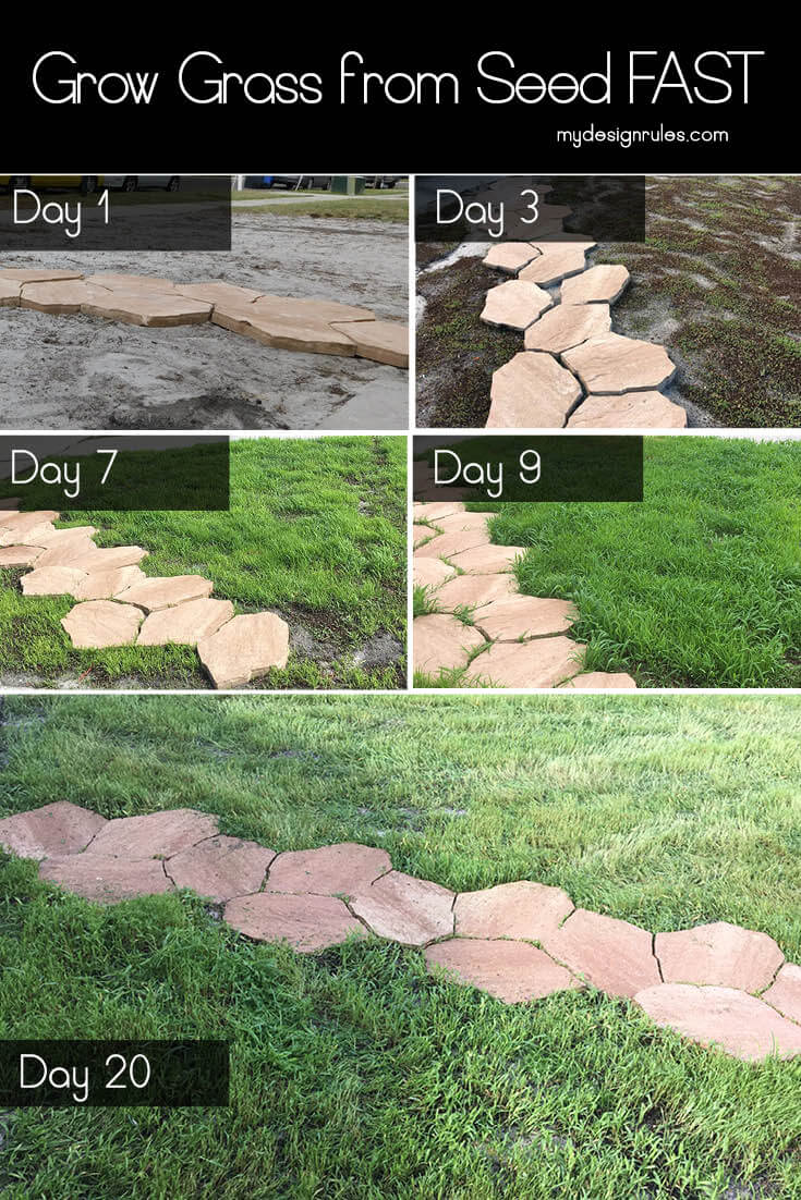 Best Ways: How to Plant Grass in Sandy Soil Like a Pro
