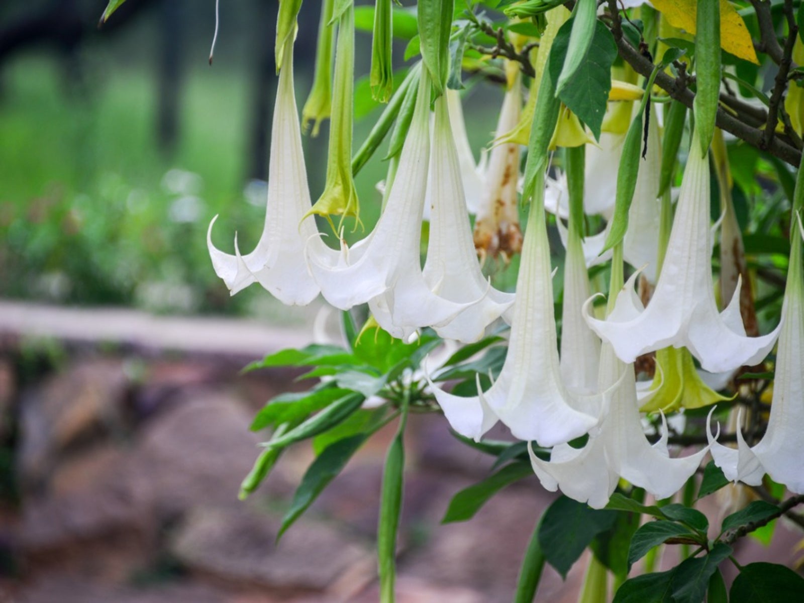 Angel Trumpet Diseases Pictures: Identify Common Problems