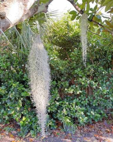 Top Tips and Tricks for Spanish Moss Plant Care