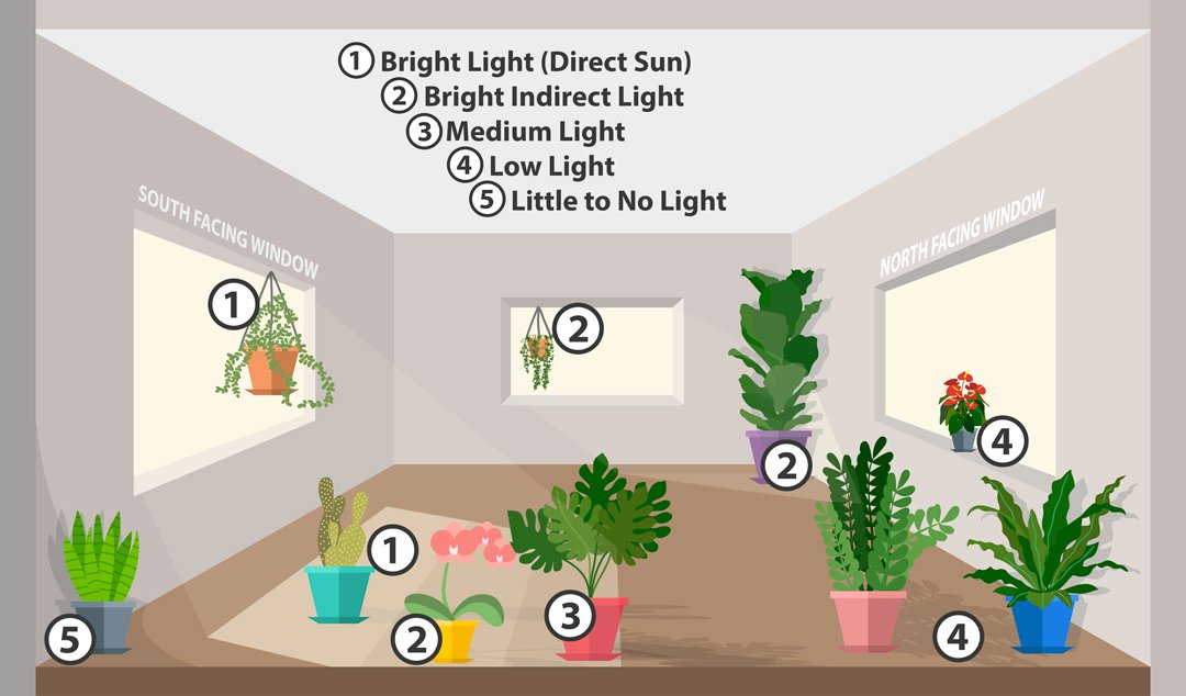 How do plants get sunlight through windows? Easy explanation here!