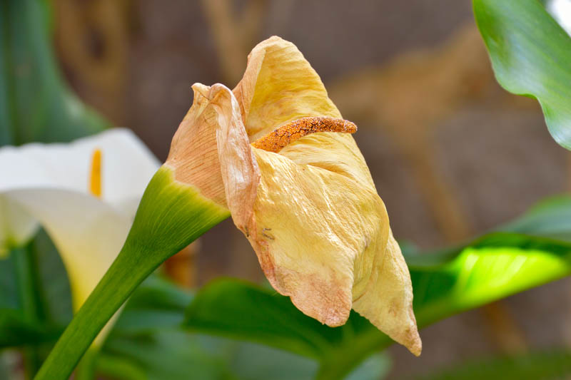 Unhealthy Calla Lilies? Picture Guide to Common Diseases