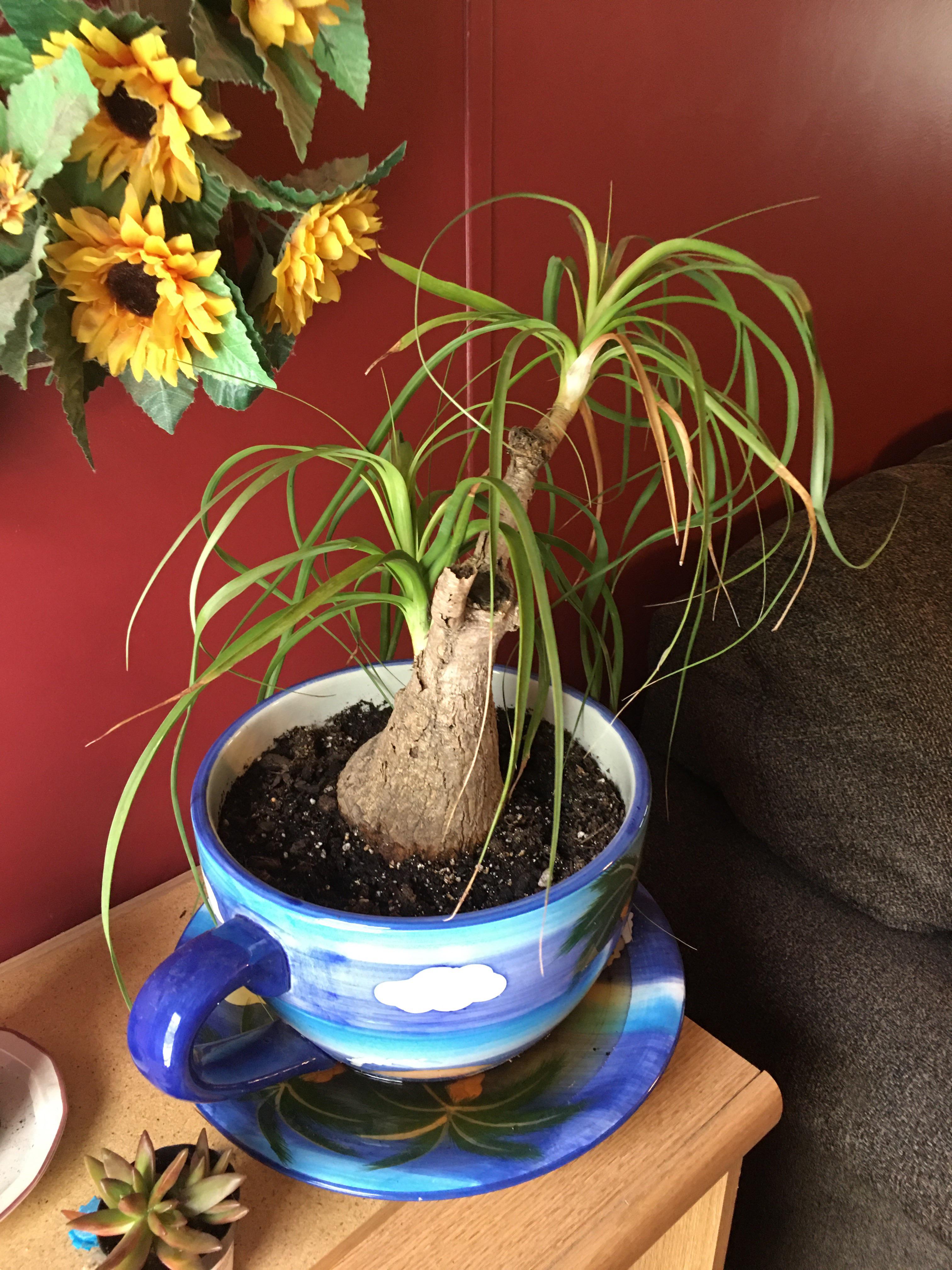 Is Your Plant Getting Enough Light? How Much Sunlight Does a Ponytail Palm Need?
